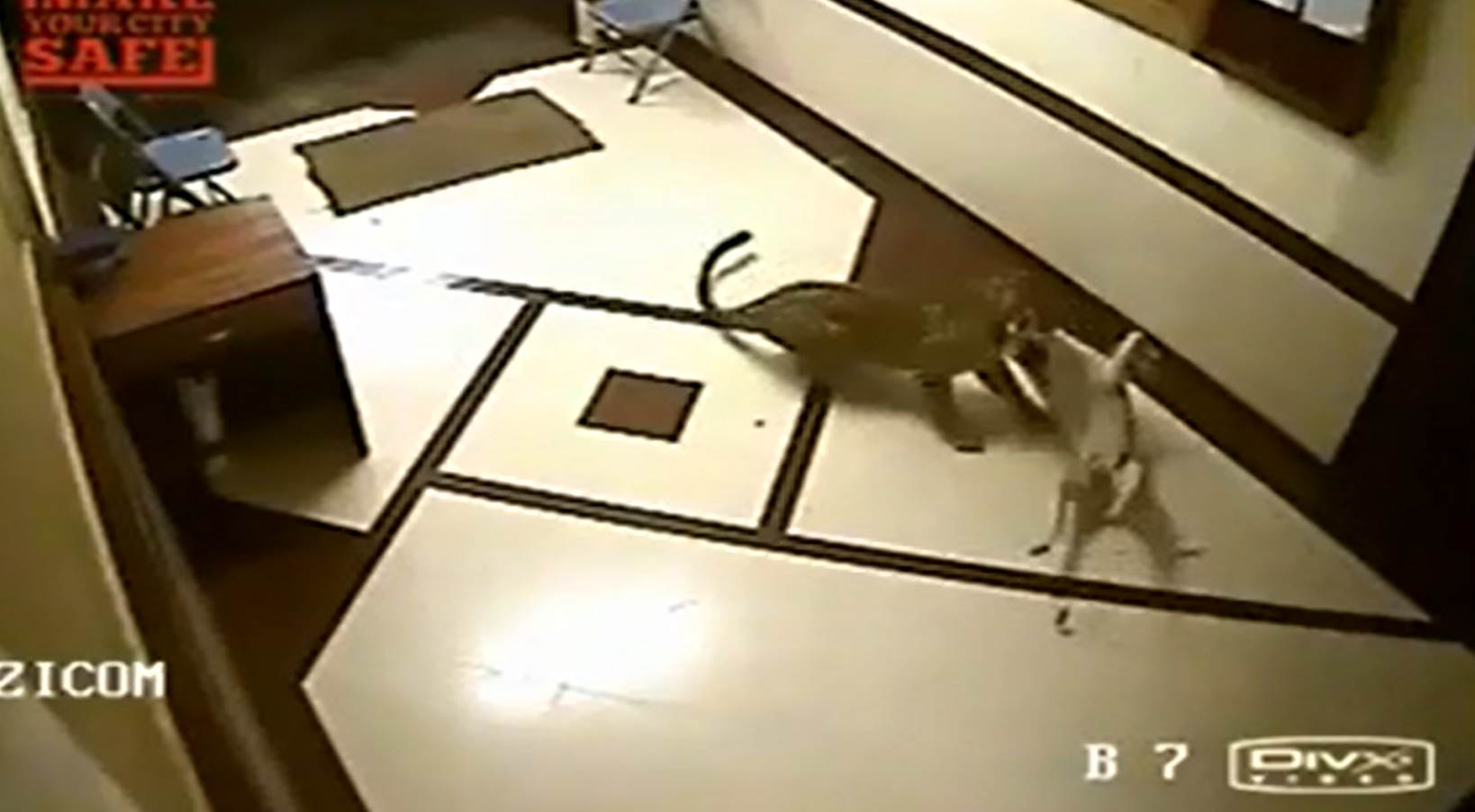 Sur la vidéo, on voit clairement le léopard s'attaquer à un chien. 