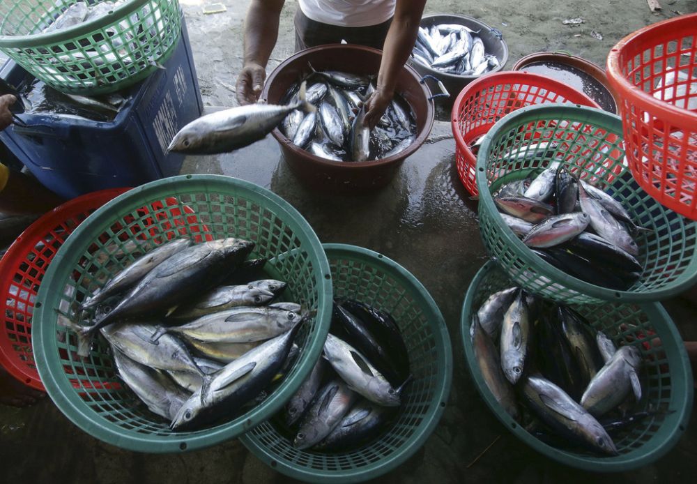 In this May 7, 2013 photo, a Filipino fisherman sorts fish before delivery in the coastal town of Infanta, Pangasinan province, northwestern Philippines. Since China took control of the Scarborough Shoal last year, which Beijing calls Huangyan Island, Filipino fishermen say Chinese maritime surveillance ships have shooed them from the disputed waters in the South China Sea and roped off the entrance to the vast lagoon that had been their fishing paradise for decades. Now, they say, they can't even count on the Chinese to give them shelter there from a potentially deadly storm.  (AP Photo/Aaron Favila)