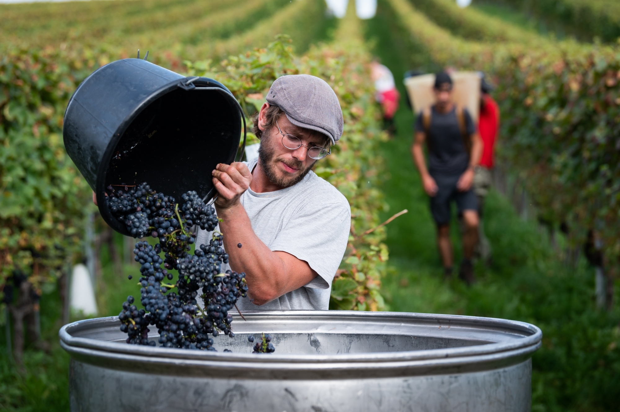 Dans le parchet de vigne de Colombier du domaine saint-blaisois Saint-Sébaste.