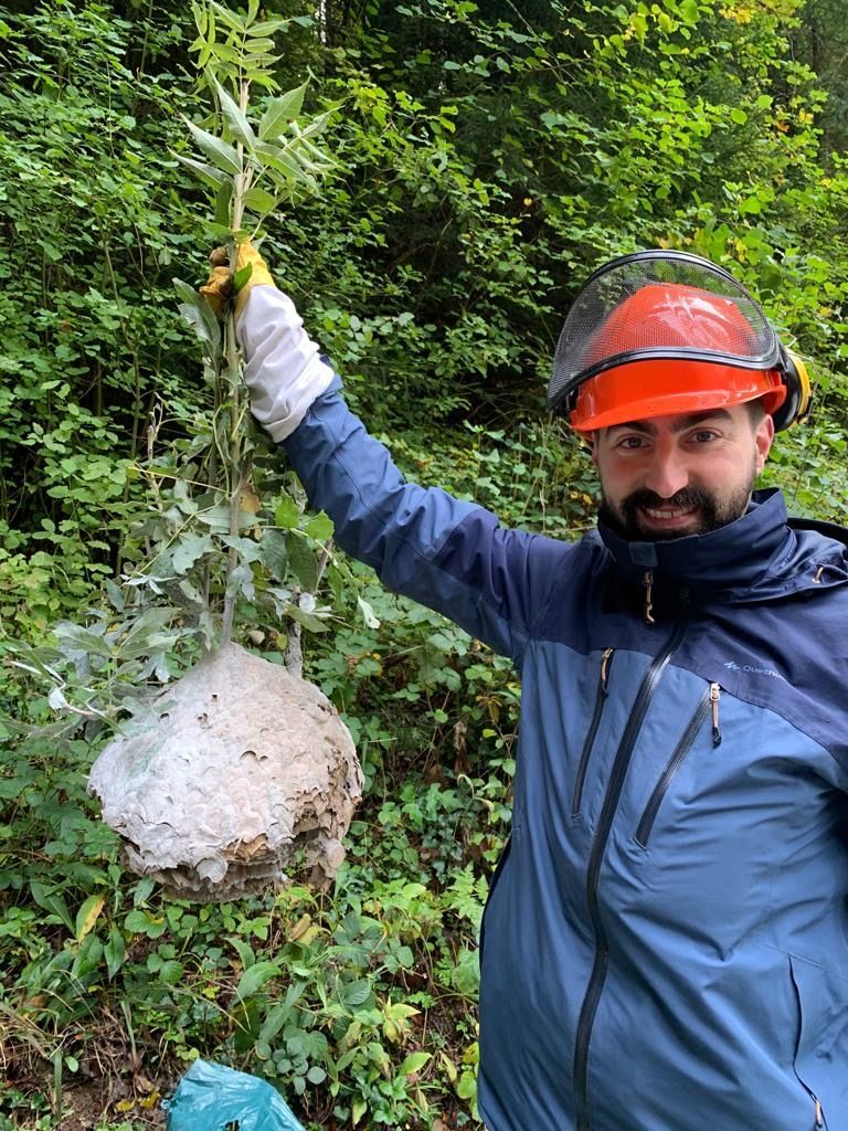 Lukas Seehausen, spécialiste des insectes invasifs, avec le nid de frelons asiatiques désormais inoffensifs, ce mardi au lieu-dit Chez-Le-Bolé, sur la commune du Noirmont.