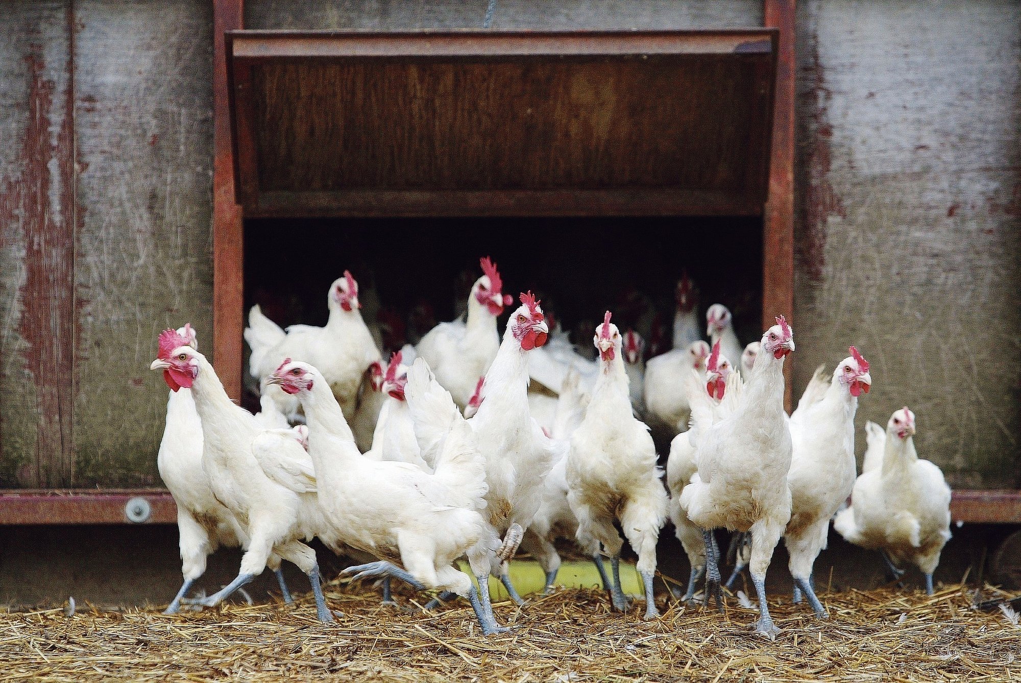 Selon l’organisation des Nations Unies pour l’alimentation et l’agriculture, plus un élevage est dense et fermé, plus son niveau de biosécurité serait élevé.