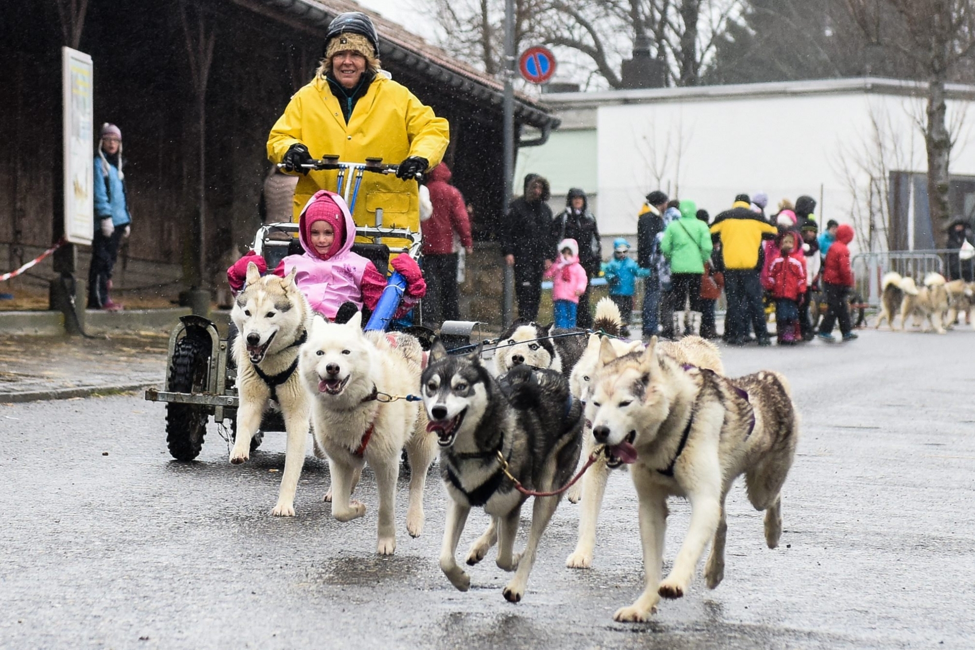 Chaque année, la Fête du chien nordique et ses courses de traîneaux attirent plusieurs milliers de spectateurs.