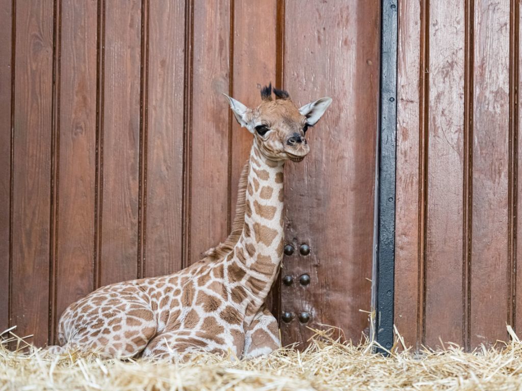 Rohaya est née le 4 novembre au zoo de Bâle. C'est une girafe du Kordofan, une espèce classée "en danger critique d'extinction" par l'Union internationale pour la conservation de la nature.