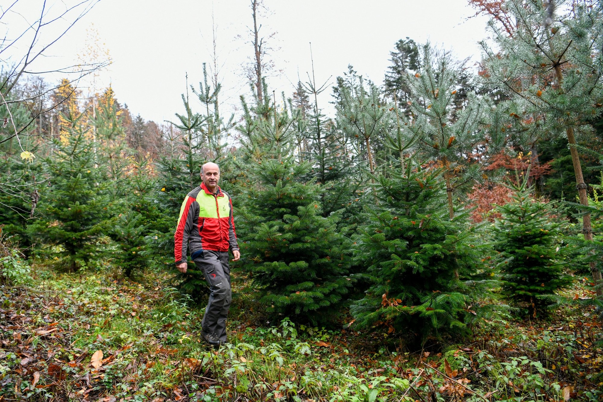 Le forestier Jean-Pierre Rausis avec sa plantation de sapins de Noël.