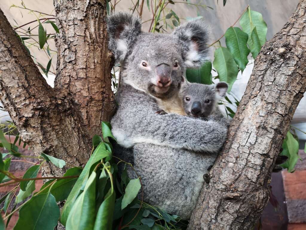 Uki s'agrippe désormais à sa mère Pippa. Les koalas naissent à un stade de développement particulièrement précoce. Ils passent ensuite de longs mois dans la poche de leur mère. Leur sexe ne peut être déterminé que lors de leurs premières sorties.