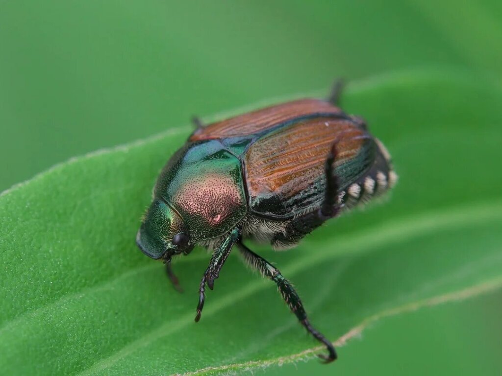 Le scarabée japonais a été repéré pour la première fois en Suisse cet été dans la partie sud-ouest de la région du Mendrisiotto.