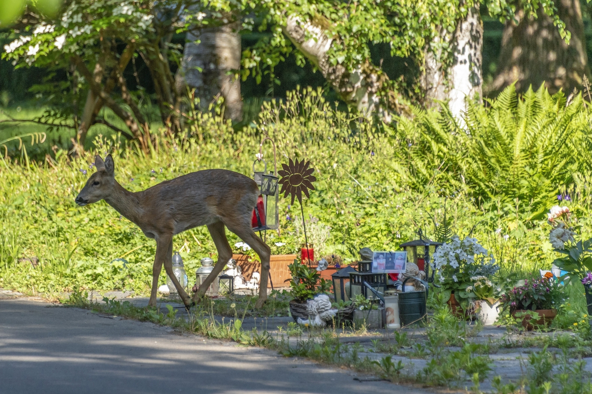 Rencontre avec un chevreuil dans un jardin.