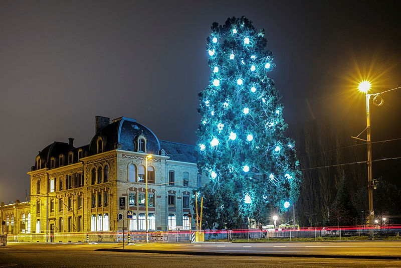 Chaque année, le service des parcs et promenades de la Ville de Neuchâtel désigne, grâce à un tirage au sort, l'arbre remarquable qui sera illuminé.