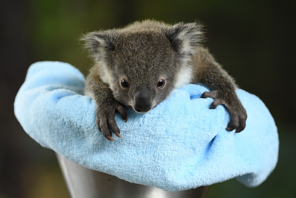 Parmi les nouvelles réjouissantes, celle d'une famille australienne qui a sauvé des milliers d'animaux lors des feux de brousse (illustration).