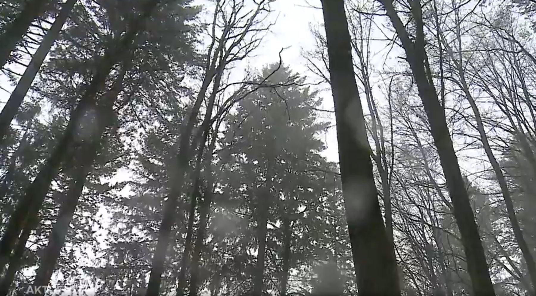 Le sapin douglas de Gränichen, dans le reportage de Tele M1.