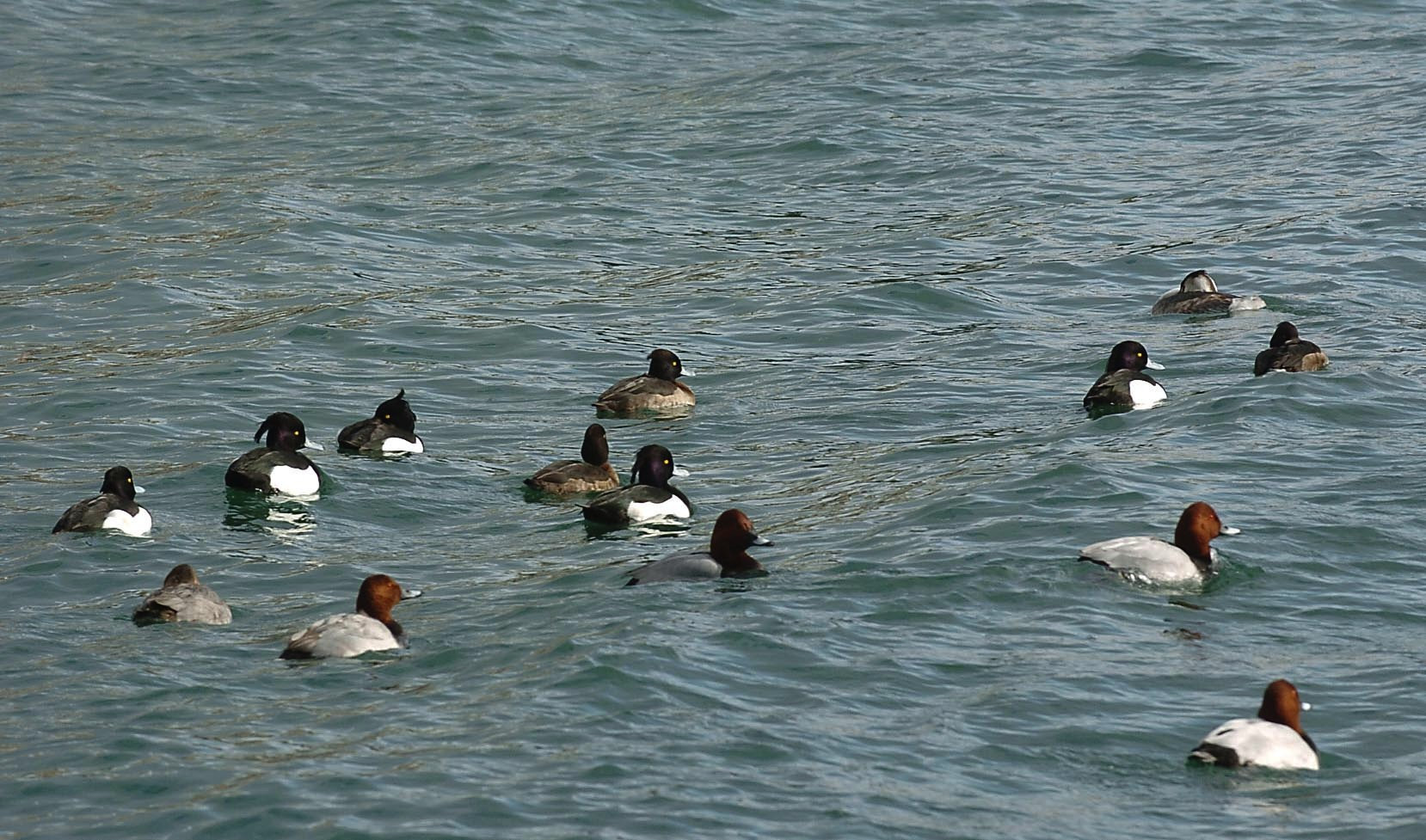 Les fuligules milouins (corps gris et tête brune au premier plan, ici avec des fuligules morillons) sont les plus nombreux cet hiver sur le lac de Neuchâtel.