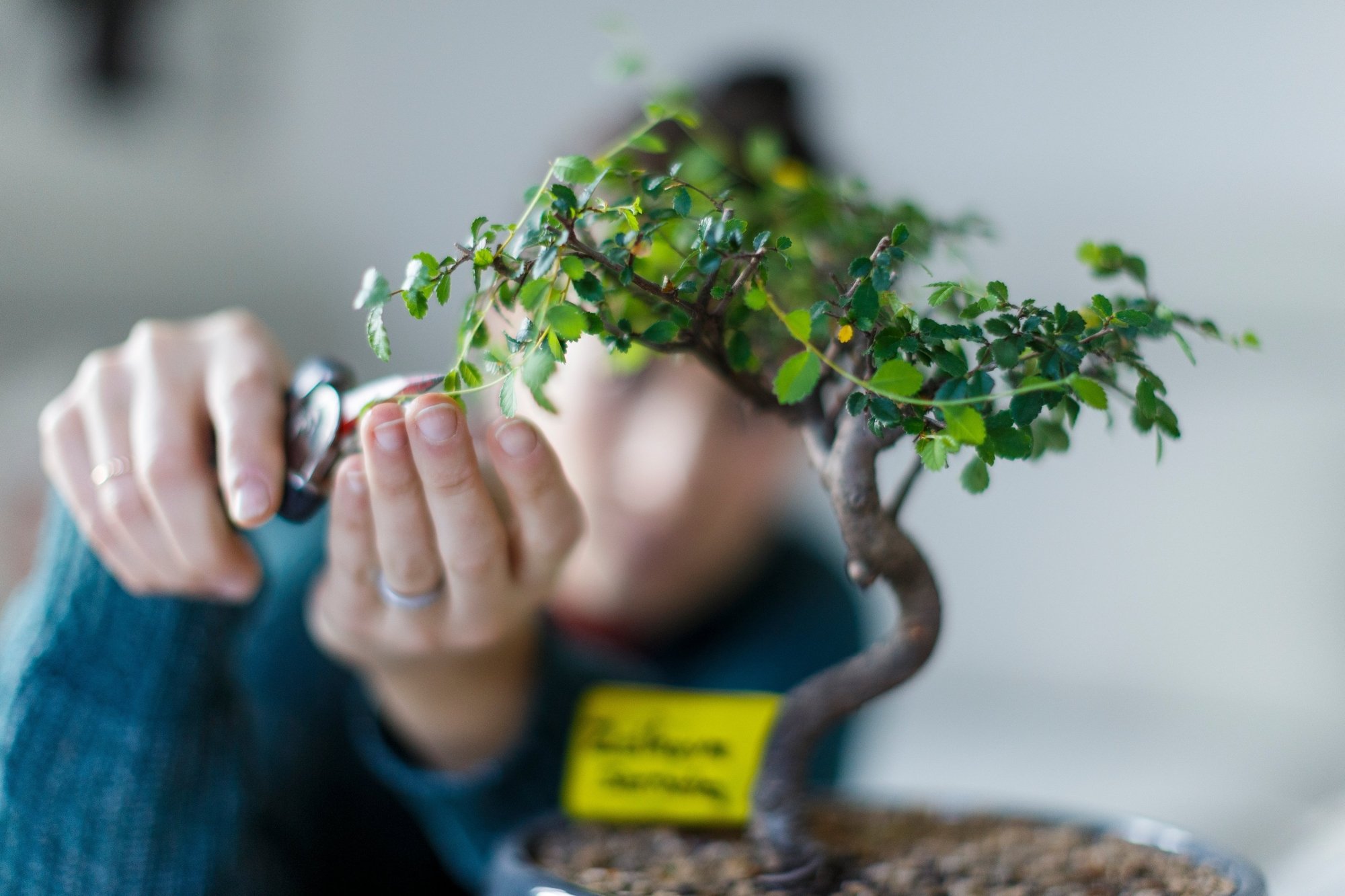 Tailler son bonsaï: un moment privilégié grâce au confinement?
