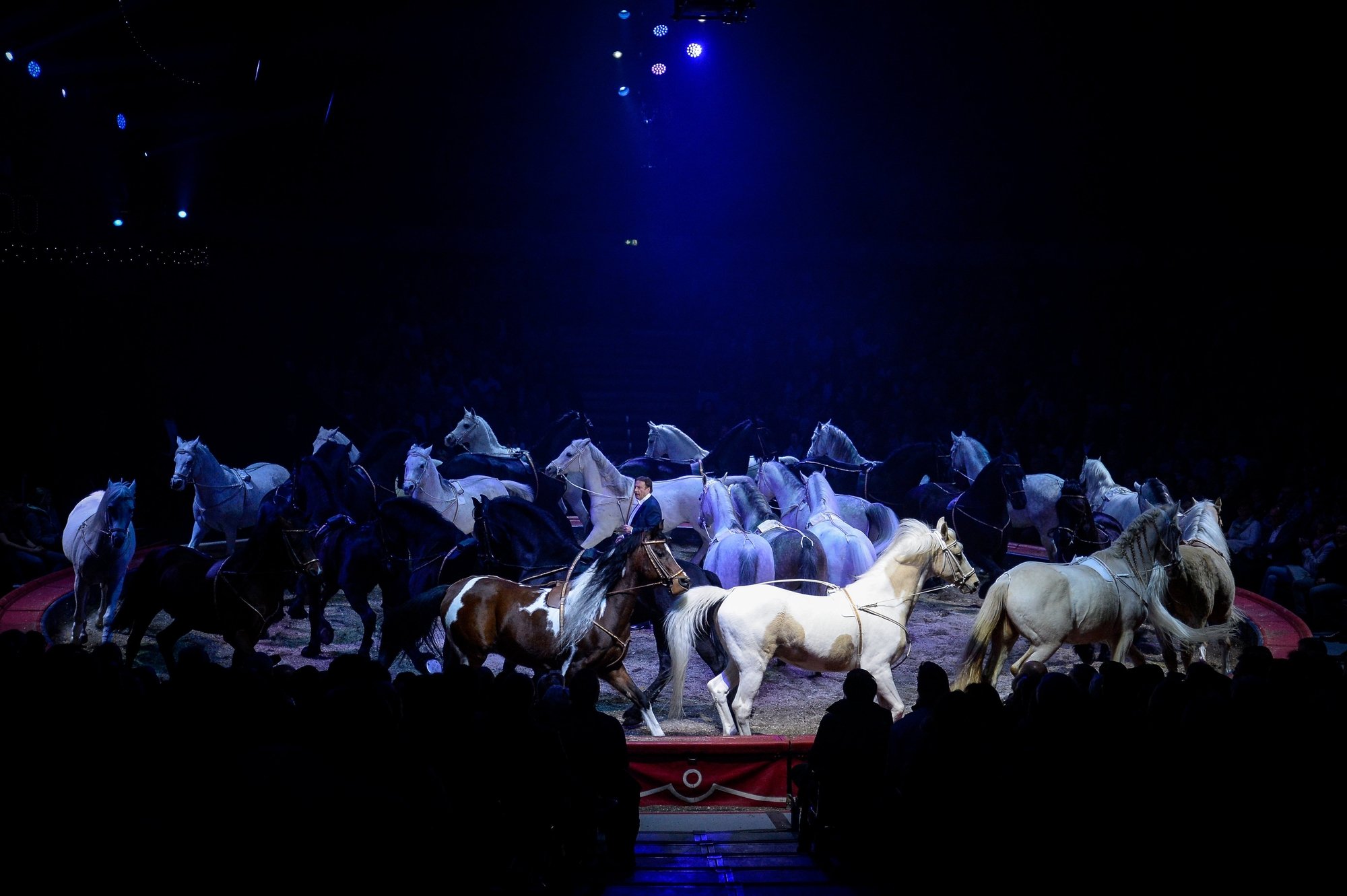 Le législatif de la Ville de Zurich veut interdire les numéros de chevaux dans les cirques comme le Knie.