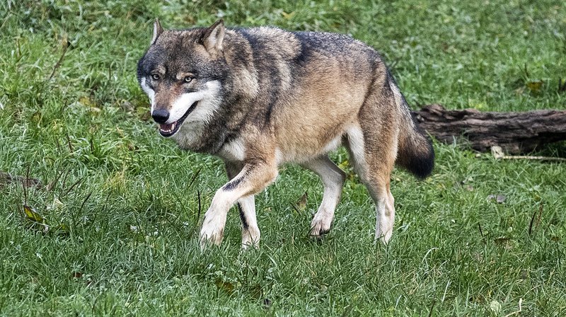 Le retour du loup en Suisse date de 1995.