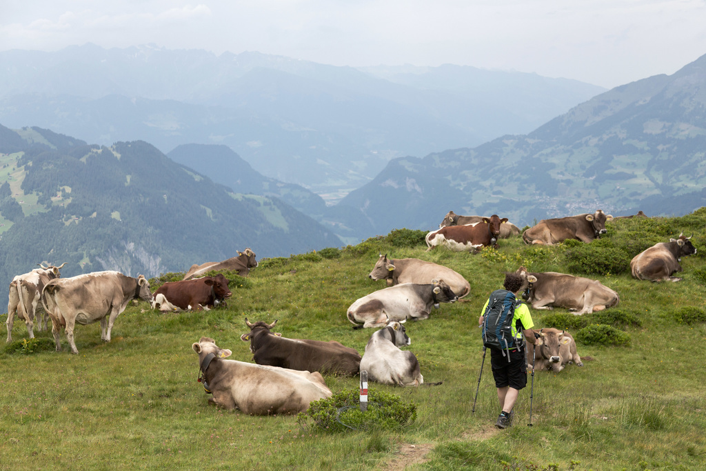 Les randonneurs sont invités à adopter plusieurs recommandations lorsqu'ils croisent des vaches allaitantes.
