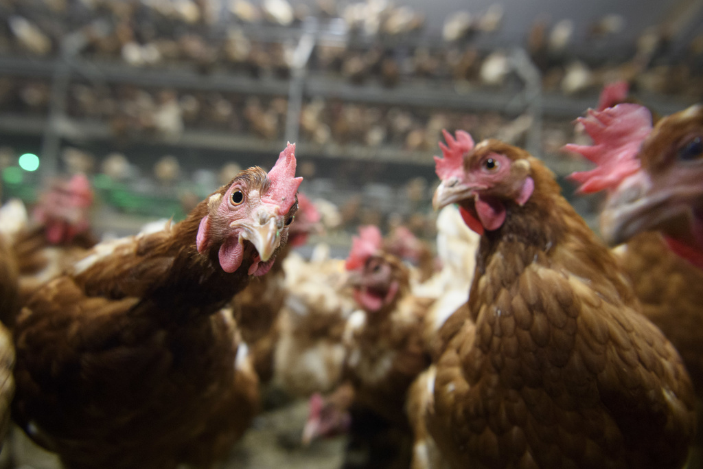 Les élevages de volailles qui ne sont pas encore enregistrés doivent s’annoncer au plus vite aux autorités cantonales.