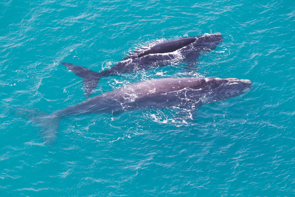 La présence de cette espèce de baleine dans de telles eaux est tout à fait inhabituelle car sa population vit en grande majorité entre la Basse-Californie l'hiver et l'Alaska l'été (ILLUSTRATION).