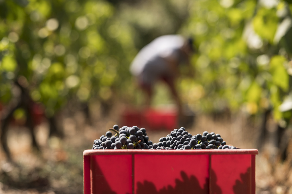 La vendange d’un raisin d’une qualité malgré tout "remarquable", selon l'OFA, a commencé inhabituellement tôt, même trois semaines avant les autres années dans certaines régions.
