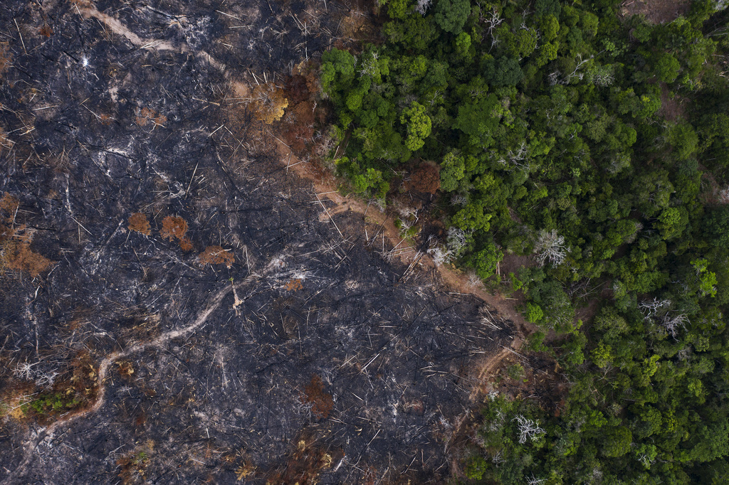 Au Brésil, la forêt primaire a encore perdu 1,7 million d'hectares en 2020, une hausse de 25% en un an, selon le rapport.
