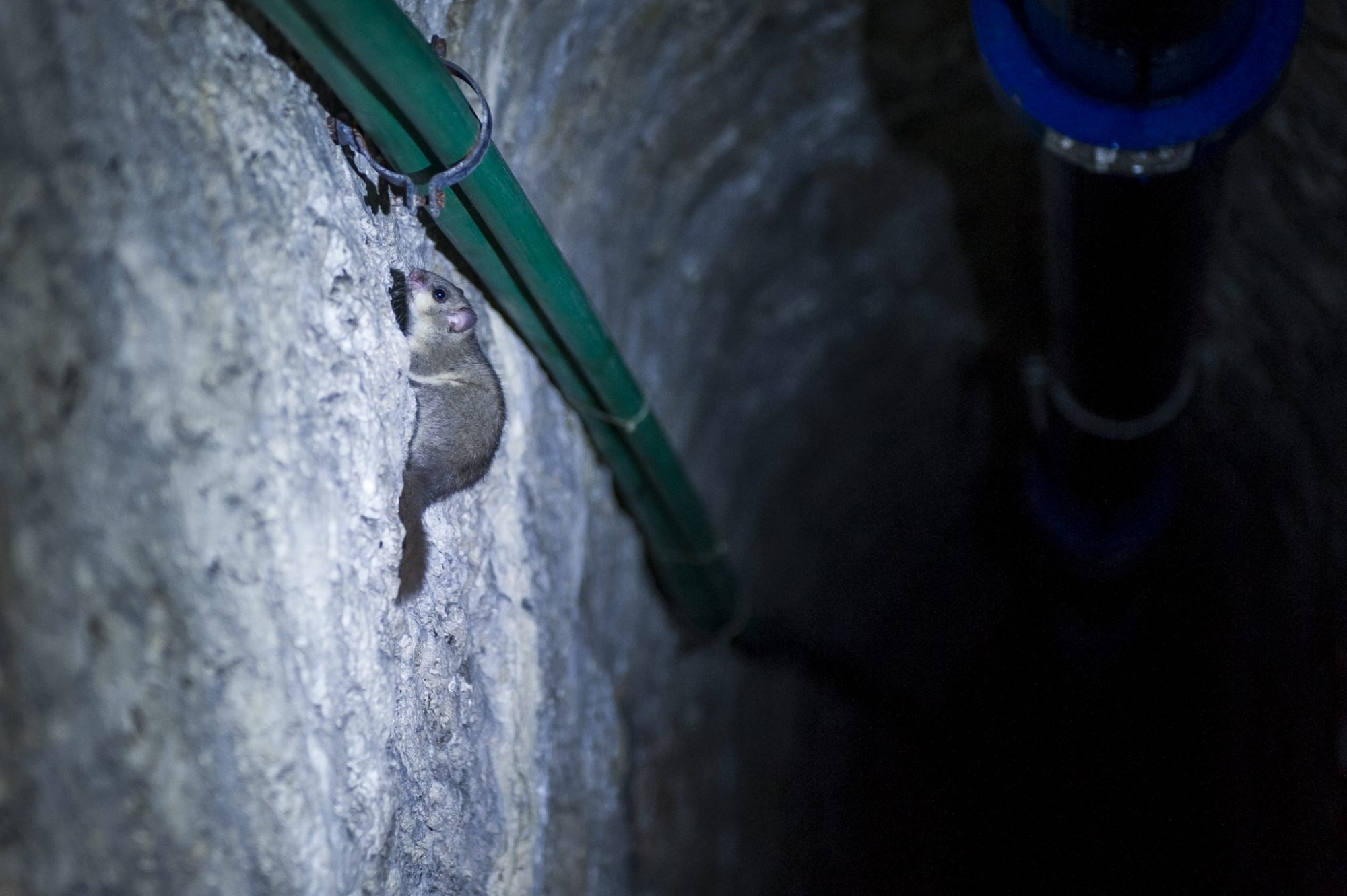 Les ancêtres des loirs (ici un animal moderne, découvert dans l'aqueduc du Seyon) hibernait déjà il y a 34 millions d'années, selon une étude.