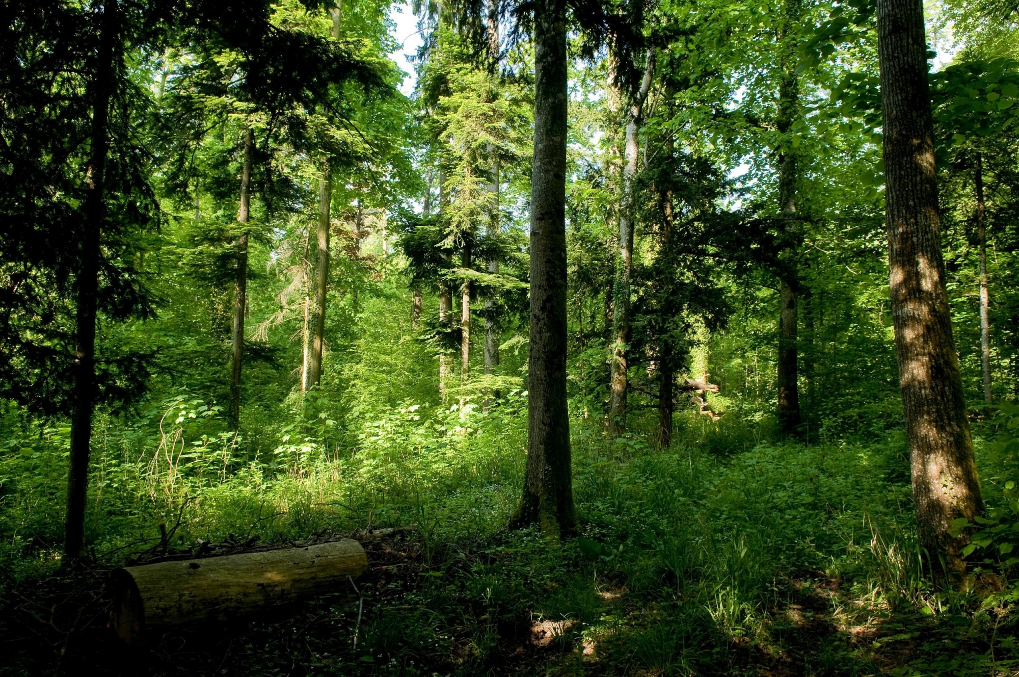 Des activités en forêt et bien d'autres!