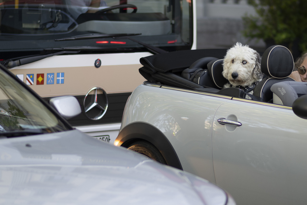 En voiture, le transport d'animaux de compagnie est réglementé par la loi fédérale sur la circulation routière. (ILLUSTRATION).