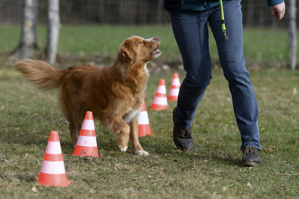Les chiens sont impliqués dans environ 6000 accidents par année. (illustration)