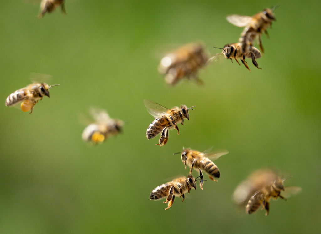L'hiver 2020-2021 a été fatal à 14,2% des colonies d'abeilles, soit 1% de plus que l'année précédente. (illustration)
