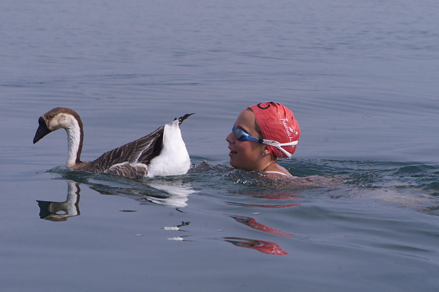 Avec ou sans canard, des nageurs tenteront de traverser le lac de Neuchâtel en juillet.