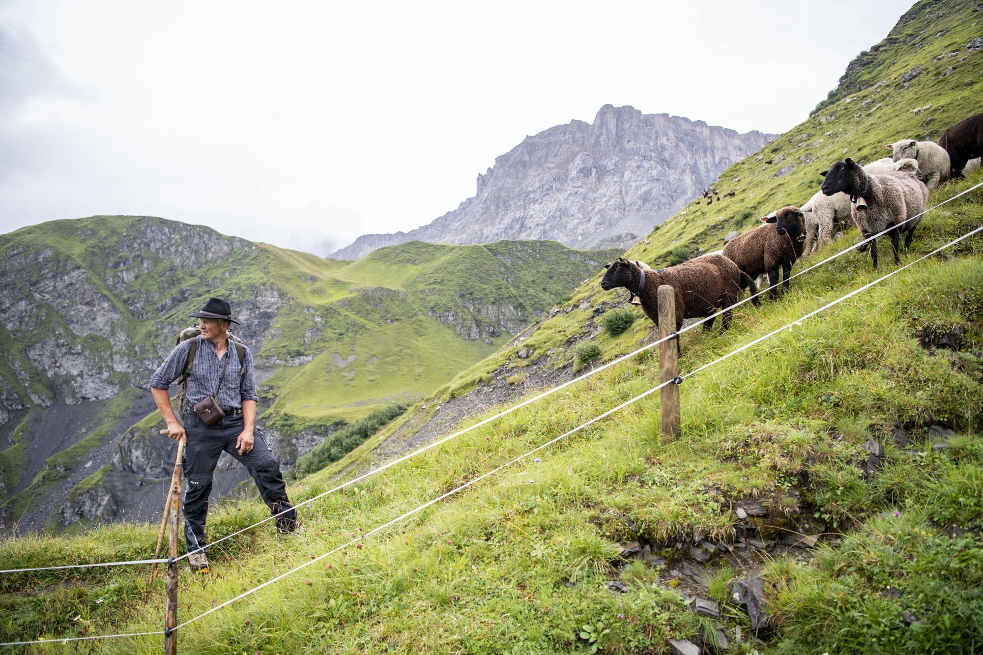 Schaafe auf einer Alp, anlaesslich einer Medienfuehrung oberhalb von Wannelen im Schaechental im Kanton Uri am Freitag, 14. August 2020. Diese Alp bei Wannelen gehoert zur Kategorie "nicht oder nur bedingt schuetzbare Alpen". Die Lamas gelten nur als bedingter Schutz vor dem Wolf. (KEYSTONE/Urs Flueeler)