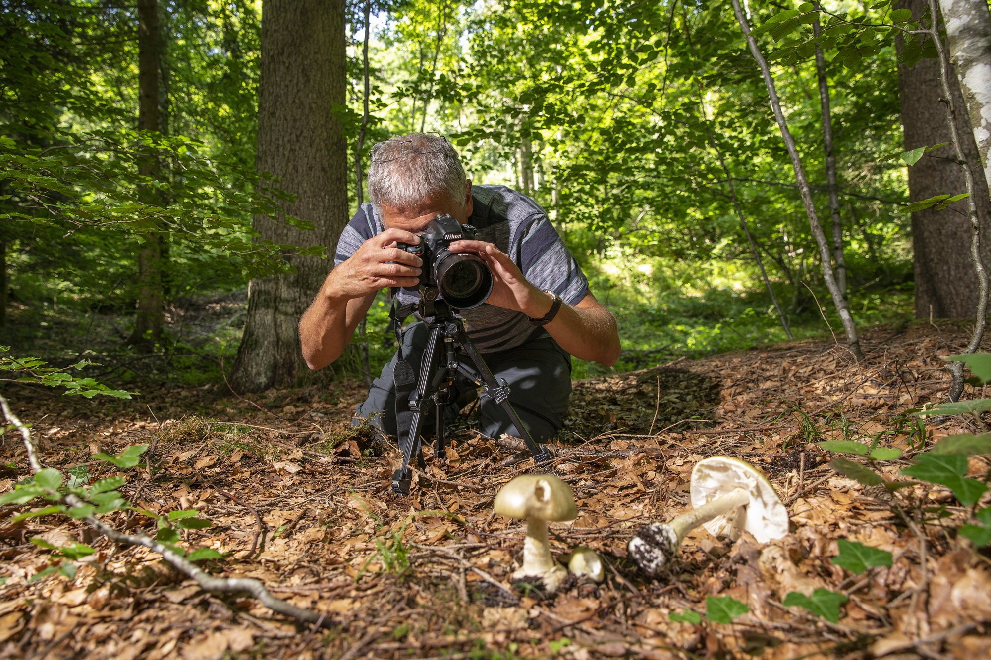 François Freléchoux, président technique de la Société mycologique des Montagnes neuchâteloises, derrière une amanite phalloïde, espèce responsable de neuf intoxications mortelles sur dix causées par des champignons.