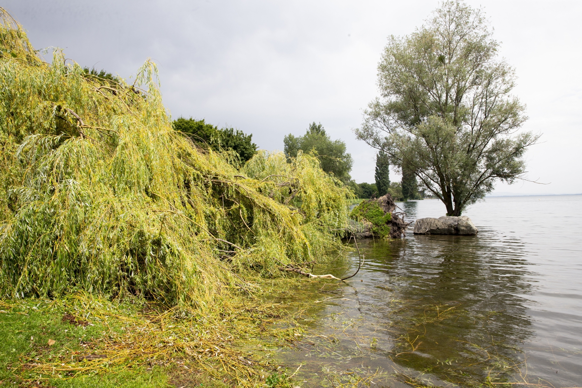 A la plage d'Auvernier, un énorme saule s'est renversé.