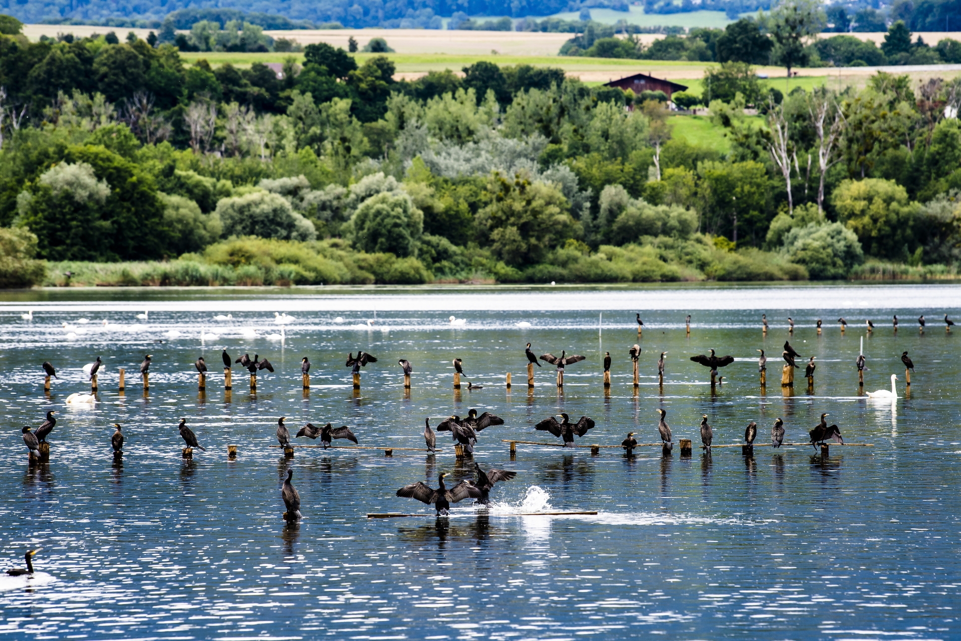 Des cormorans dans une réserve naturelle près d'Yverdon-les-Bains.