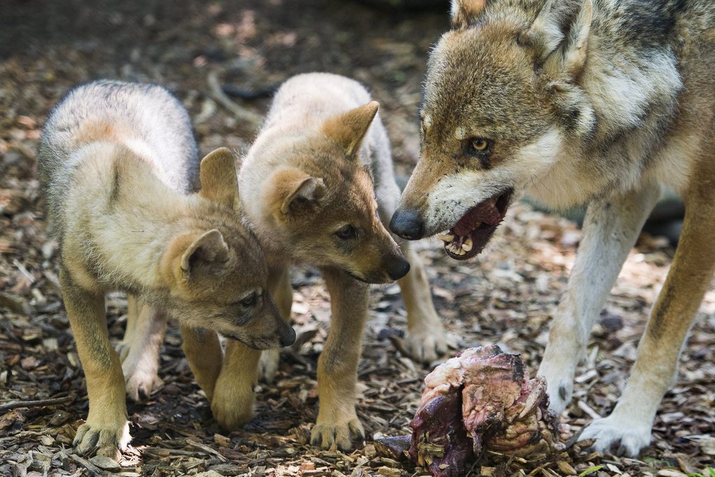 The two young wolves, Tima and Tilas, left, feed on some meat with their mother Mara, in the zoo of La Garenne, Thursday, June 13, 2013 in Le Vaud. The baby wolves were born April 6, 2013, and were their names today. (KEYSTONE/Jean-Christophe Bott)....Les deux louveteaux, Tima et Tilas, mangent de la viande avec la maman, Mara, dans le Zoo de la Garenne ce jeudi 13 juin 2013 a Le Vaud. Les deux louveteaux nes le 6 avril dernier ont ete baptises aujourd'hui, la jeune femelle avec le nom de Tima et le jeune male avec le nom de Tilas. (KEYSTONE/Jean-Christophe Bott)