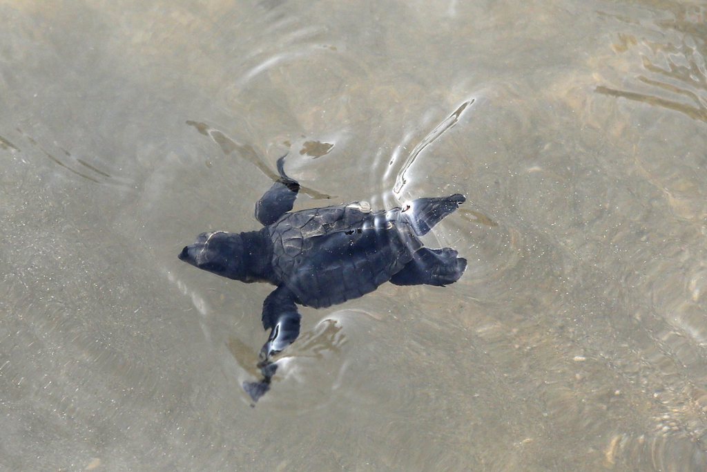 L'homme a tenté d'emmener sa tortue de compagnie avec lui.