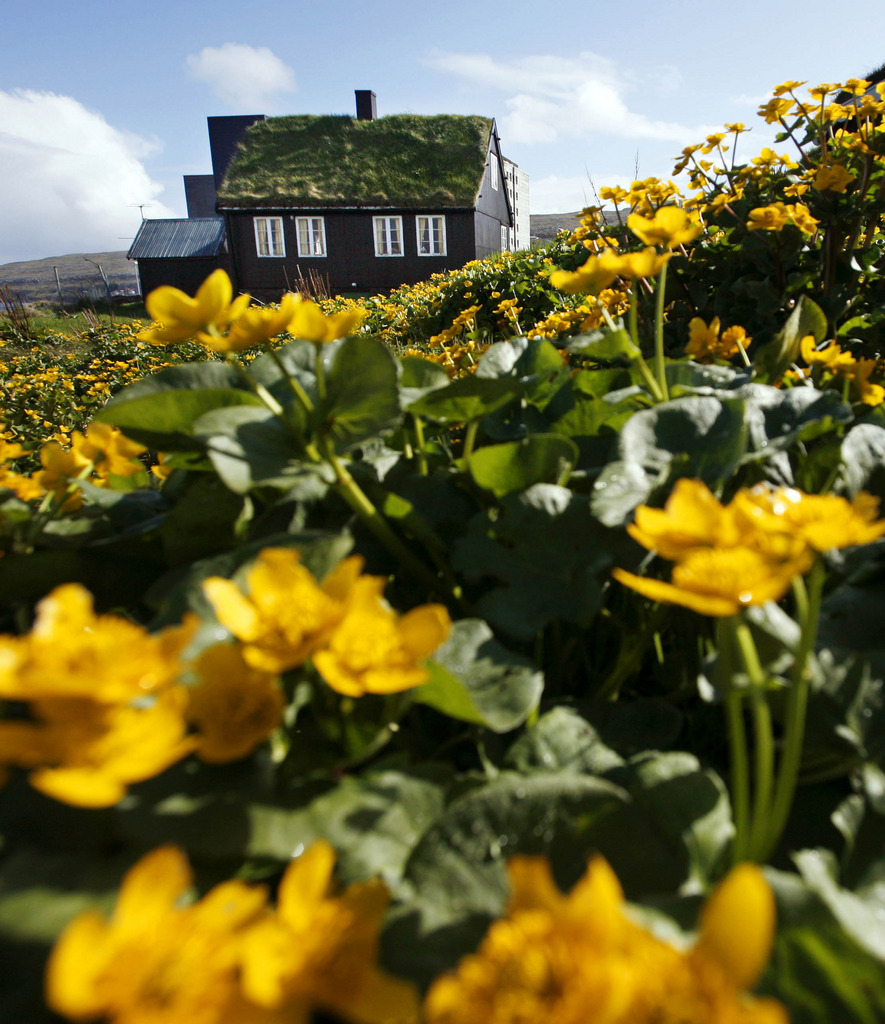 ** FILE ** A typical grass roofed house in a sea of yellow flowers on the island of Streymoy in the Faeroe Islands May 22, 2007. The Faeroe Islands are a stunningly beautiful string of islands about halfway between Norway and Iceland in the North Atlantic Ocean. (AP Photo/John McConnico) ** zu unserem Korr **
