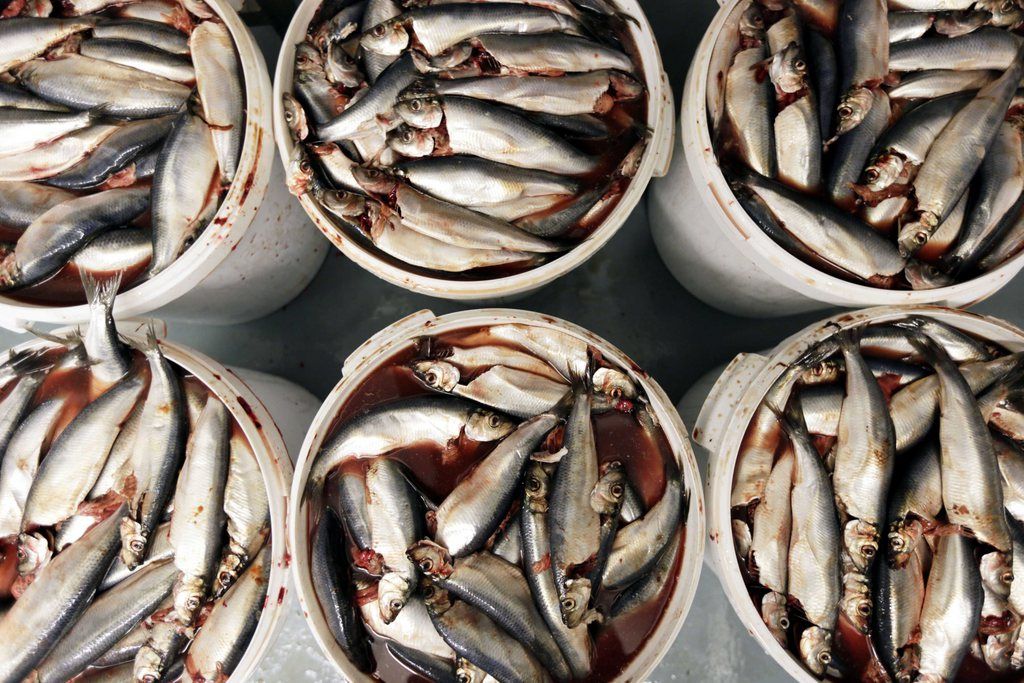 L'Europe pourrait interdire les importations de harengs pêchés par les îles Féroé. 