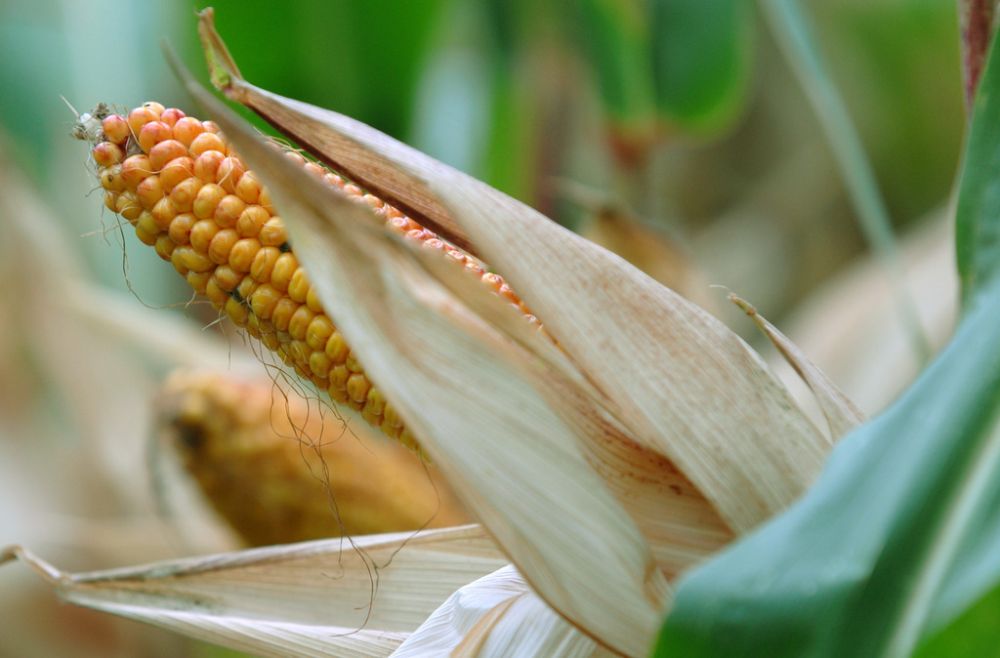 Une étude scientifique qui en a analysée d'autres conclut à la non-dangerosité à moyen terme des OGM.