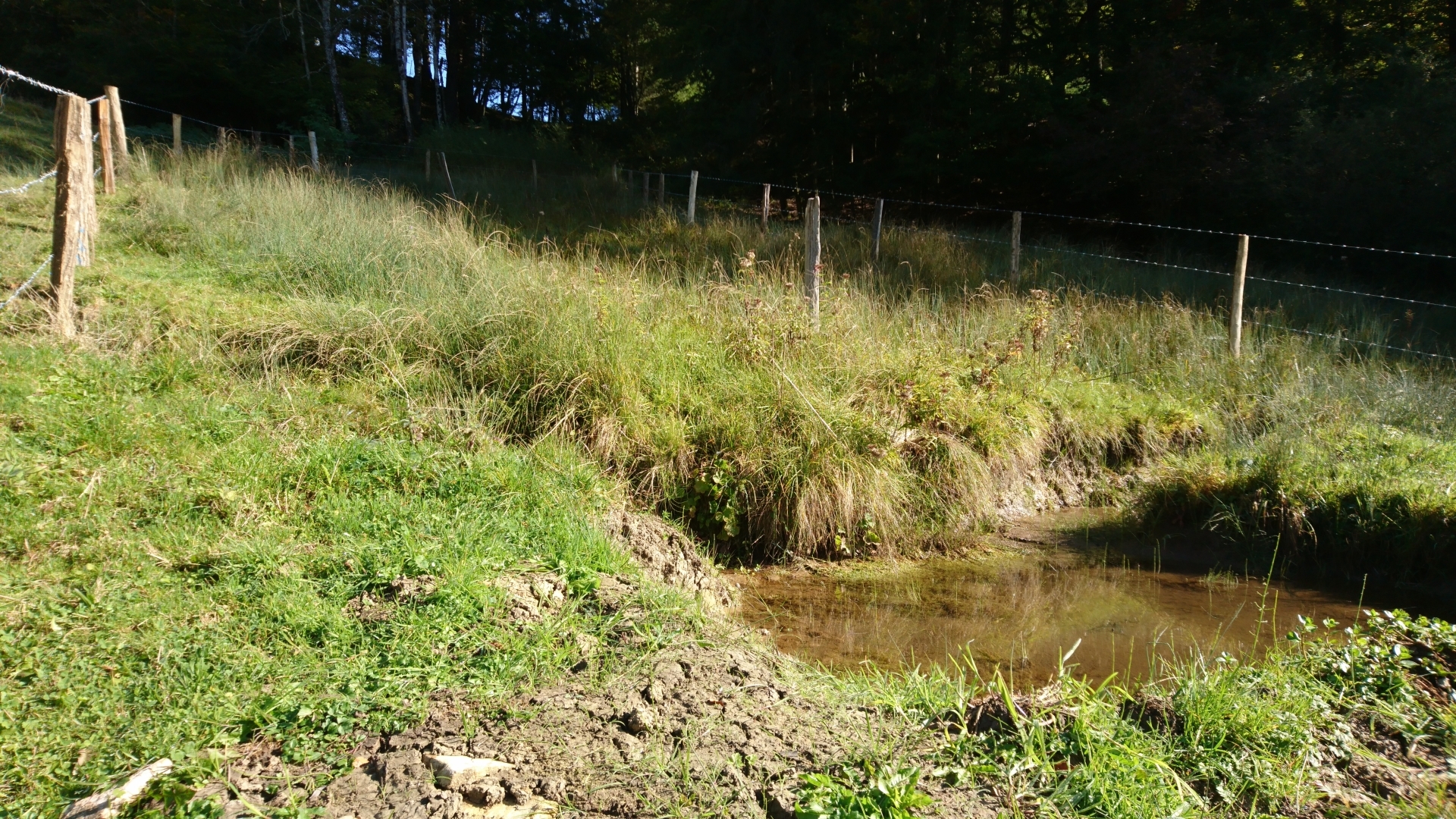 La source située sur le pâturage des Côtes.