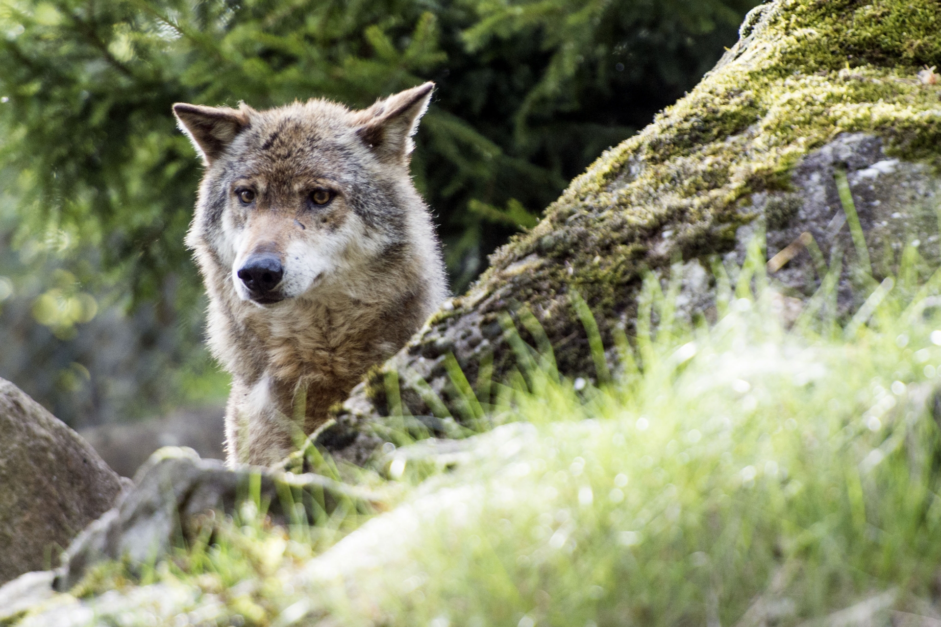 Un loup a été identifié dans le canton du Jura, une première depuis plus de 130 ans.