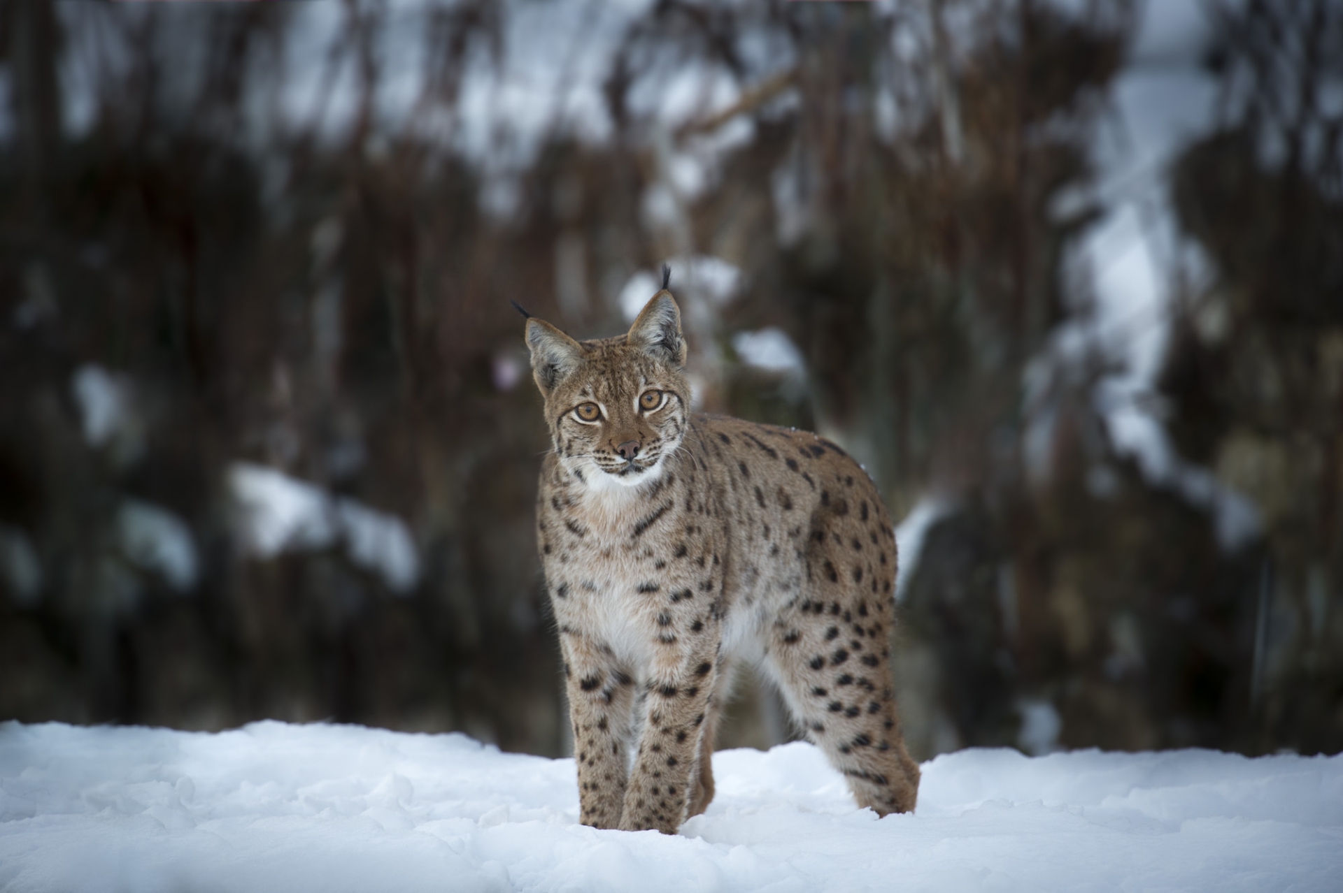 Le film "Lynx" est actuellement à l'affiche au cinéma. Mais les coulisses de son tournage sont à découvrir au Muséum d'histoire naturelle de Neuchâtel.