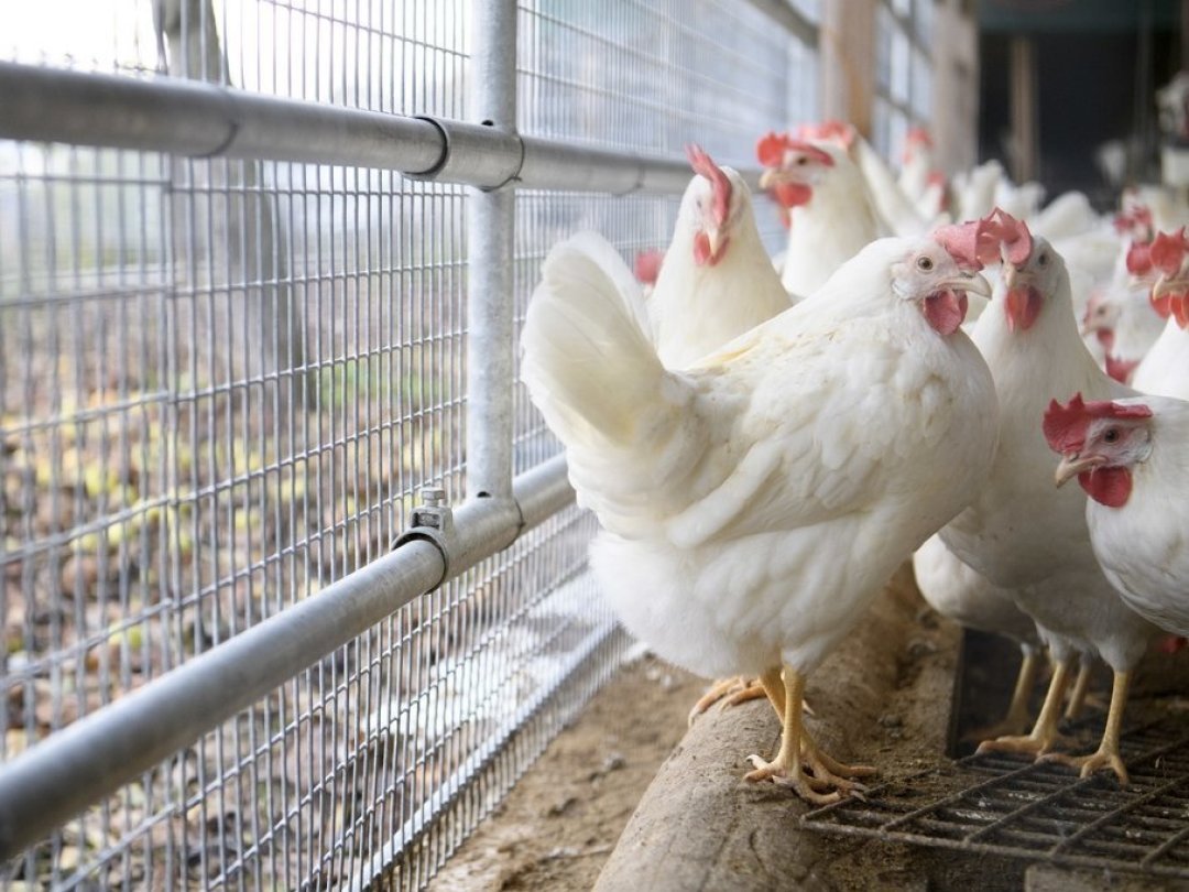 Dans certaines zones, les poules, oies et autres volailles domestiques ne pourront sortir qu’à certaines conditions (illustration).