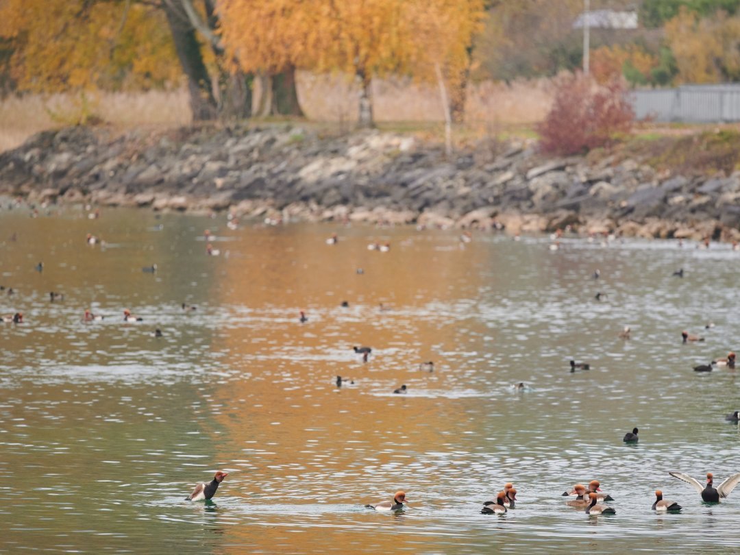 Le recensement des oiseaux d'eau sur le lac de Neuchâtel s'est déroulé le 14 novembre dernier.