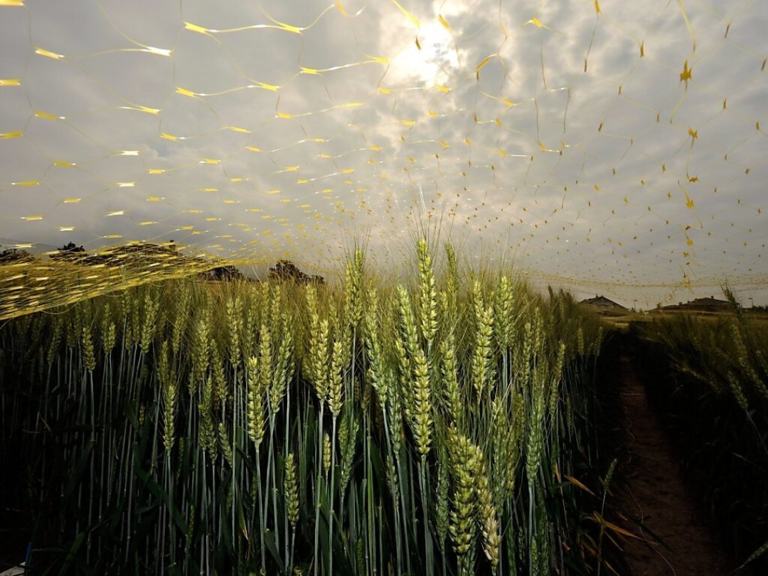 Un champ de blé génétiquement modifié.