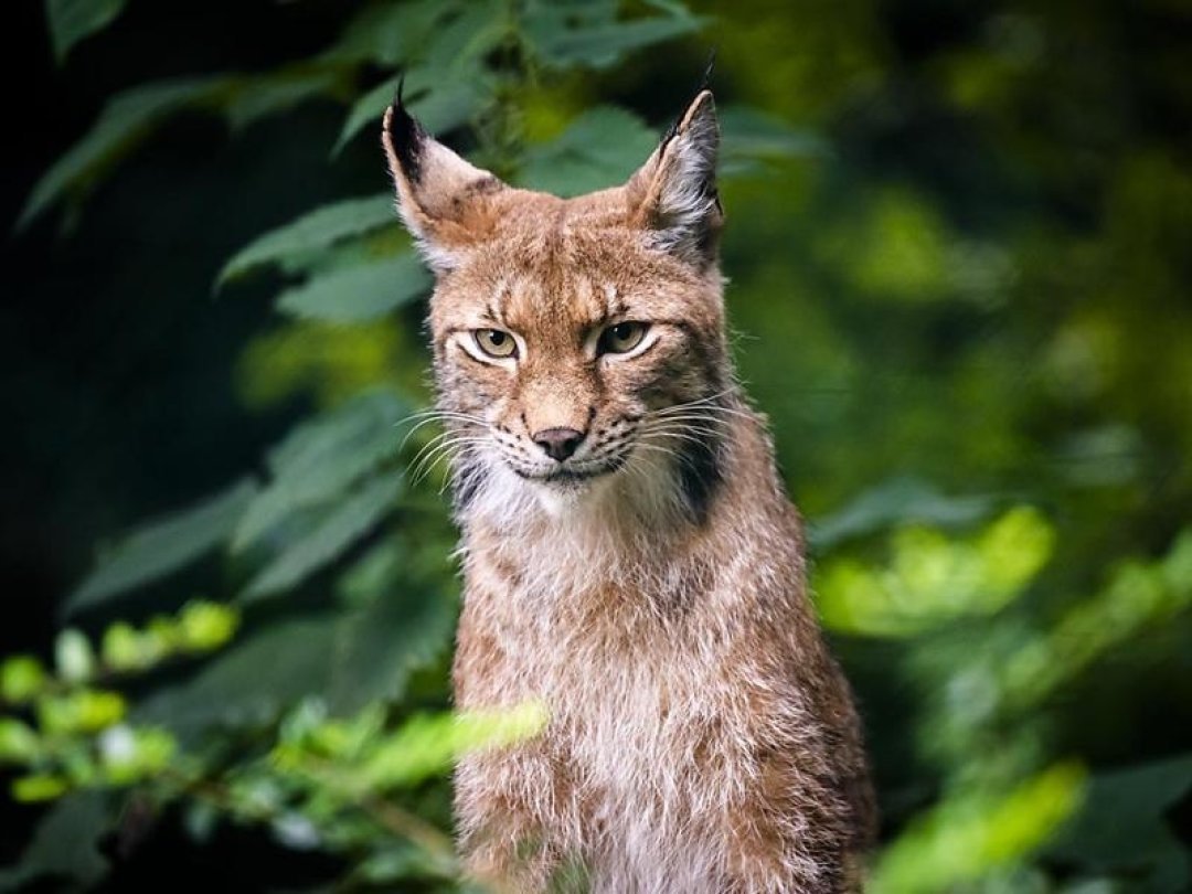 Deux lynx jurassiens vont rejoindre l'Italie (image prétexte).