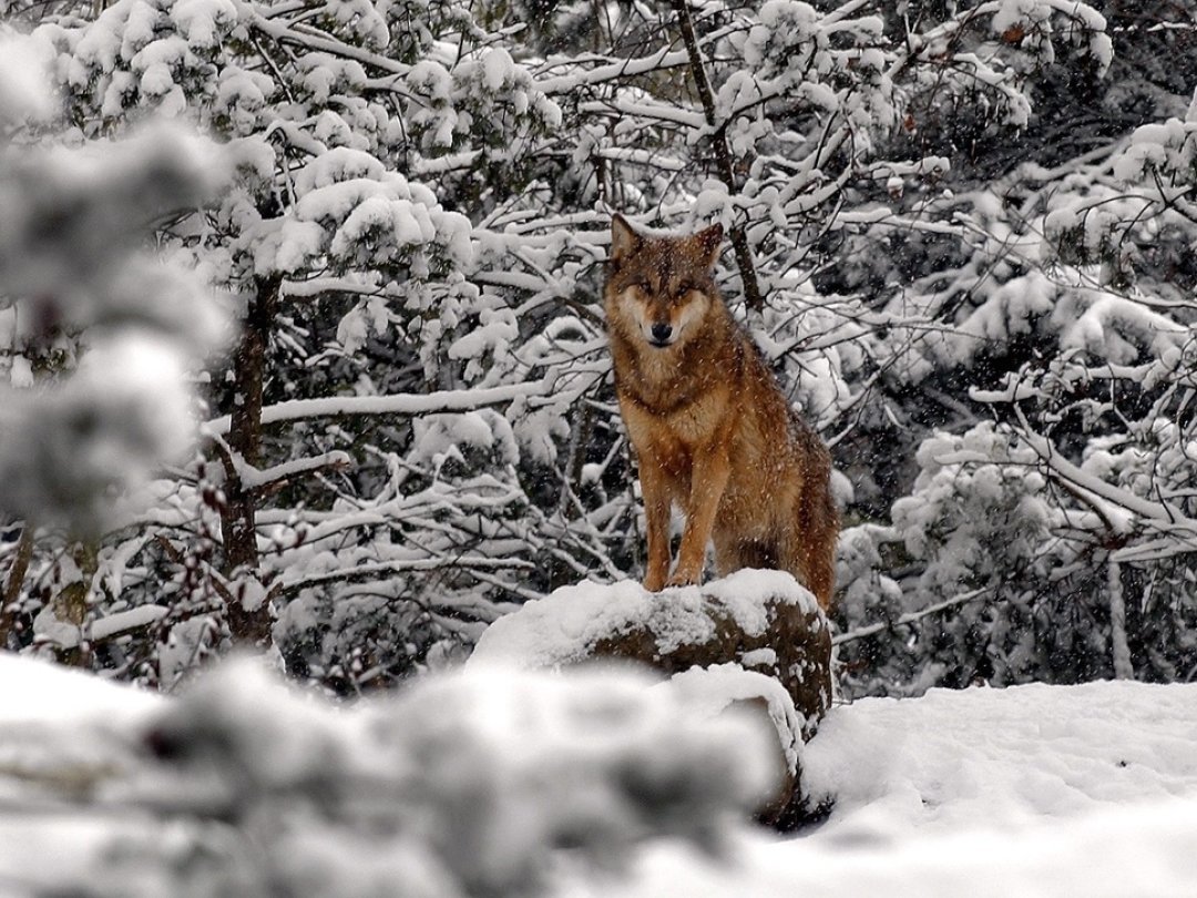 En hiver, le gibier descend et le prédateur suit, rappelle le service de la chasse. Ici, un loup photographié dans le zoo de Zurich.