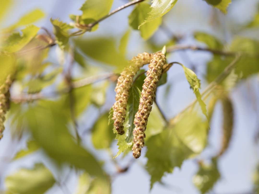 Le pollen du bouleau, très allergisant, va impacter de nombreuses personnes ces prochaines semaines.