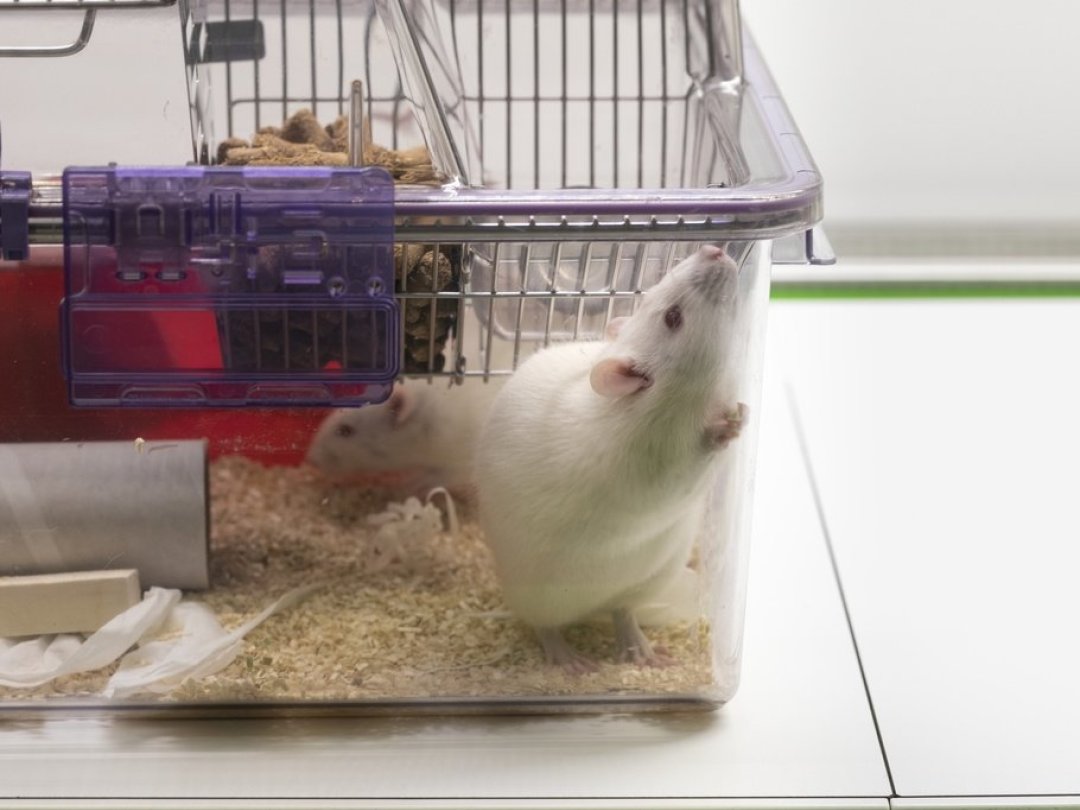 L'EPFL compte actuellement 350 rats dans son animalerie (illustration).
