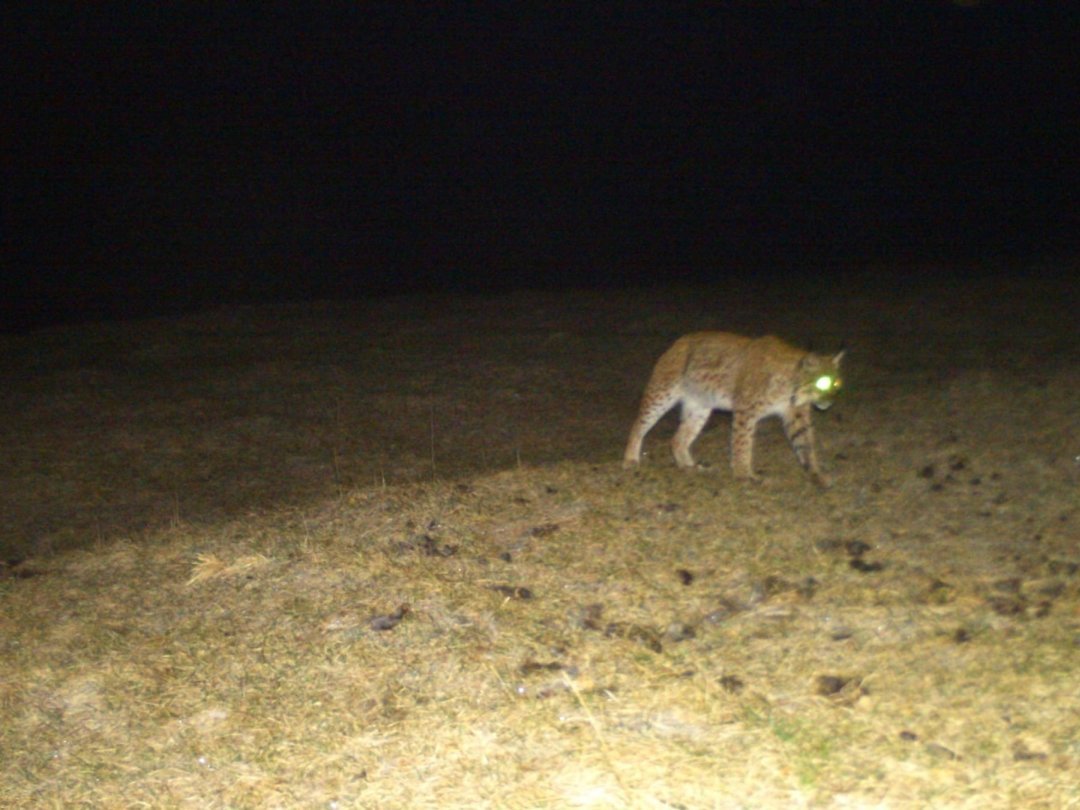 Le lynx adulte, photographié lorsqu’il revenait consommer sa proie au domaine Bel-Air, au Landeron.
