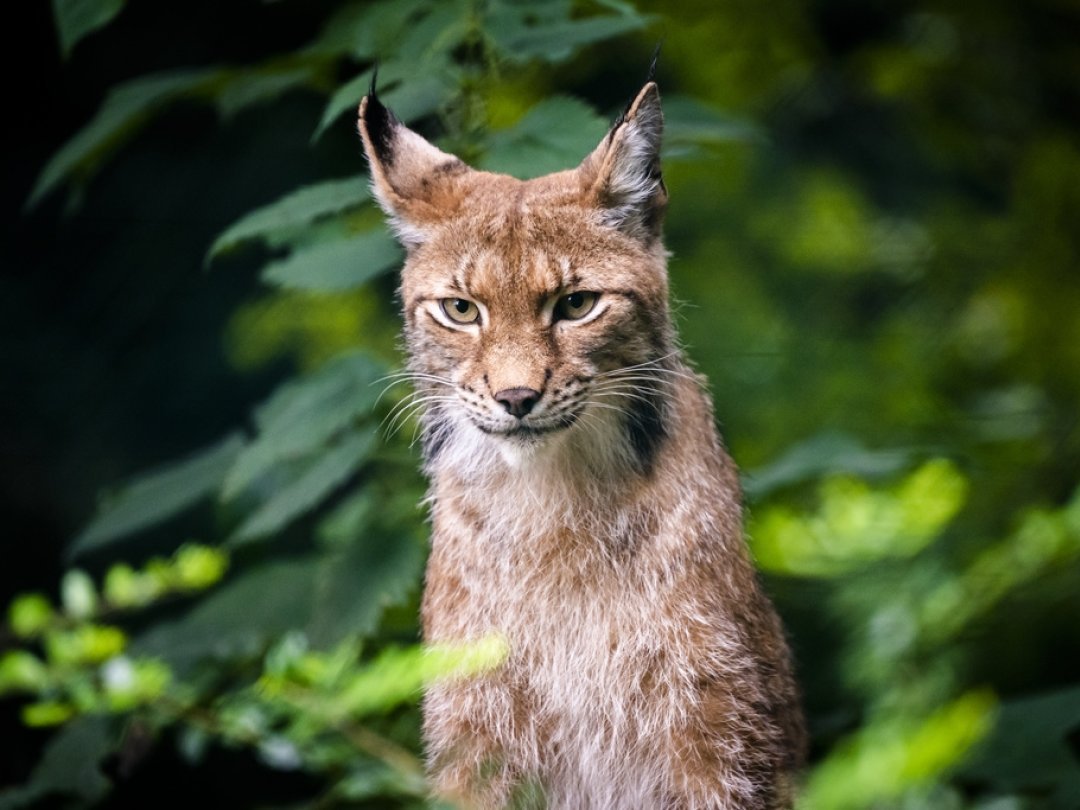 Les gardes-chasse cantonaux sont autorisés à abattre le lynx jusqu’au 19 juillet (illustration). Ici un félin photographié au zoo de Servion.
